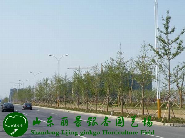 浙江杭州绿化工程(图1)
