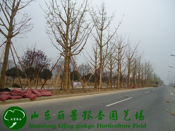 宁波道路绿化工地(图1)