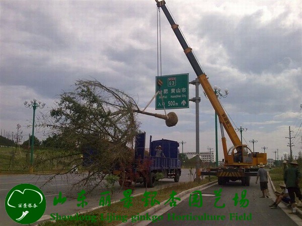 黄山市道路绿化工程(图1)